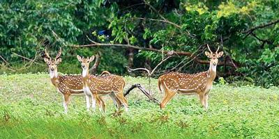 সুন্দরবন বিষয়ক অনুচ্ছেদ লিখন, ২য় পর্ব, সপ্তম শ্রেণির বার্ষিক পরীক্ষার বাংলা